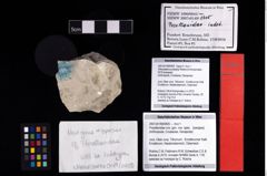 NHMW-GEO-2007z0149-0405_Ol_01.tifVibrissalana jurassica (Robins & Klompmaker, 2019)  (NHMW-GEO-2007z0149-0405)